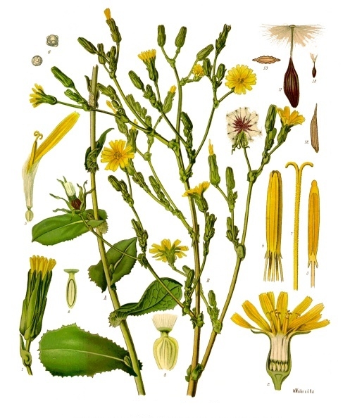 On voit sur l’image un dessin de toutes les parties de la plante connue sous le nom «lactuca virosa» ou «laitue vireuse», illustration issue de l’article wikipédia en français